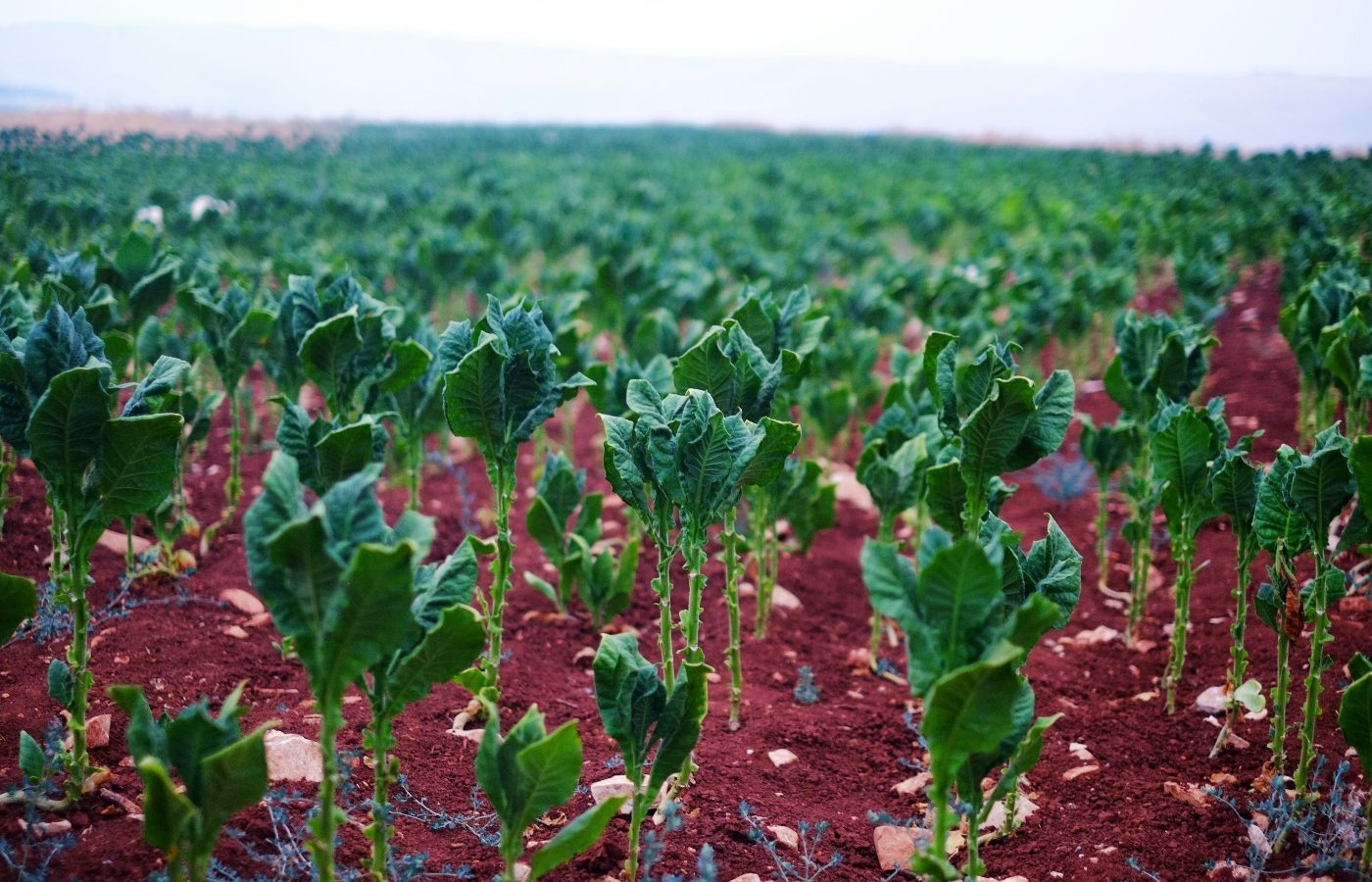 Agricultores-tabaco