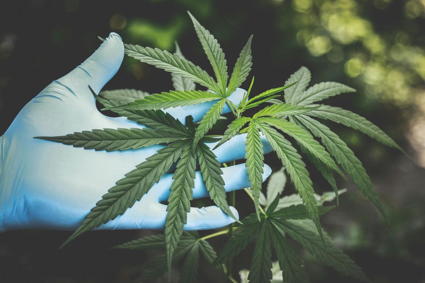 Alemania-Cannabis-Ley