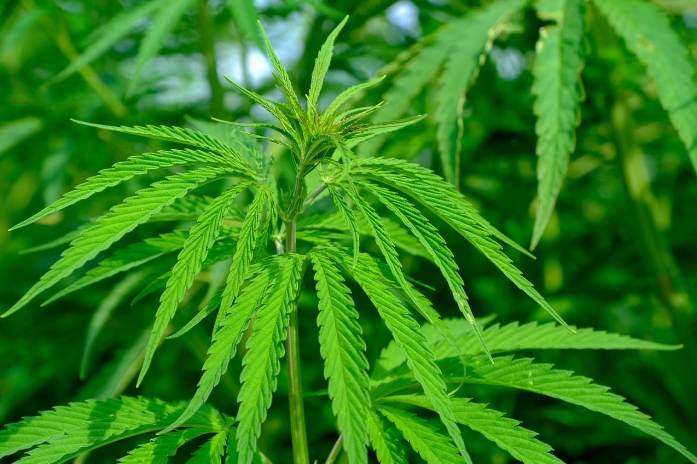 Mercado Cannabis-Euromonitor-