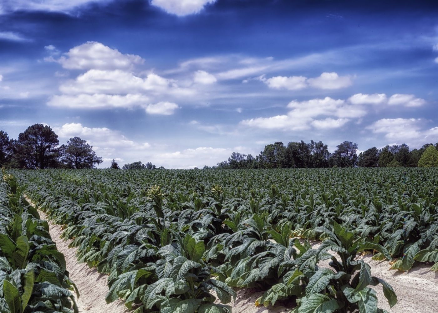 Carolina del Norte-agricultores