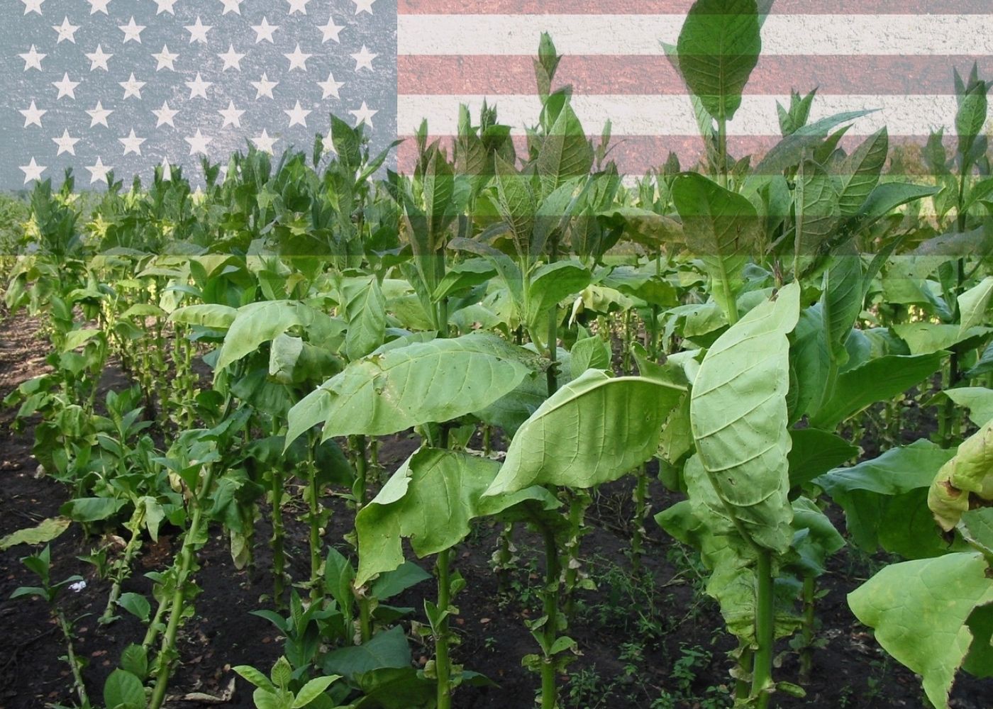 Cultivo tabaco-Estados Unidos-Desafíos