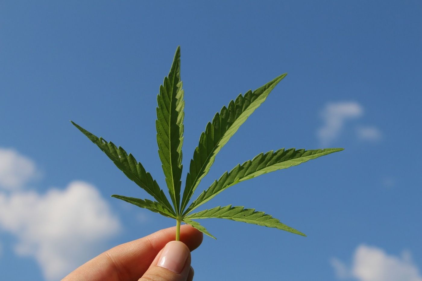 estudio Cannabis Zúrich presenta resultados positivos