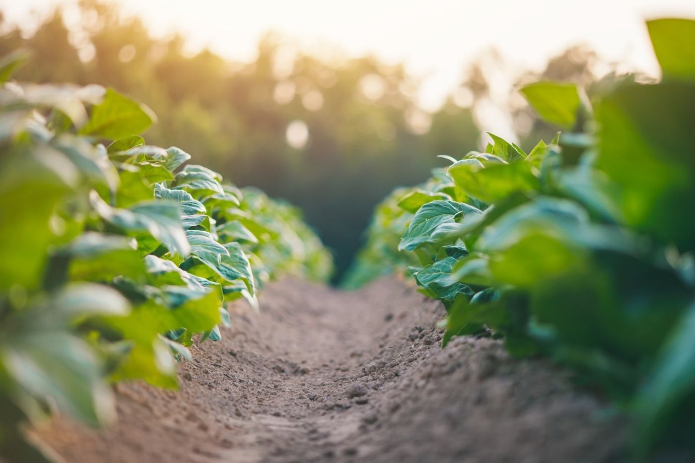 Asociación Internacional de Cultivadores Tabaco anuncia Asamblea General 2024