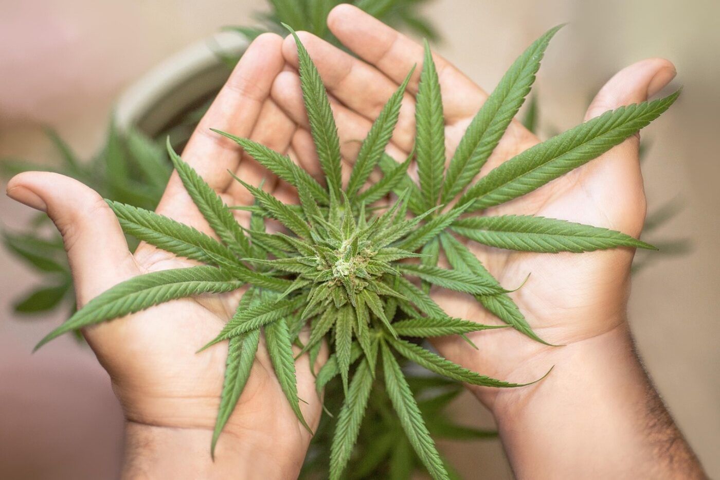 Berlín celebra la feria Mary Jane 2025