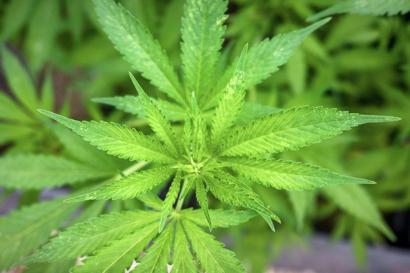 Eslovenia avanza legalización cannabis