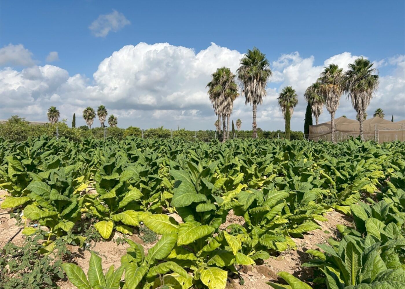 Estudio pionero finca Sinyent produce tabaco sin nicotina compuestos farmacológicos 